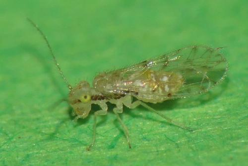 Réf. 308 195 : Trichopsocus dalii